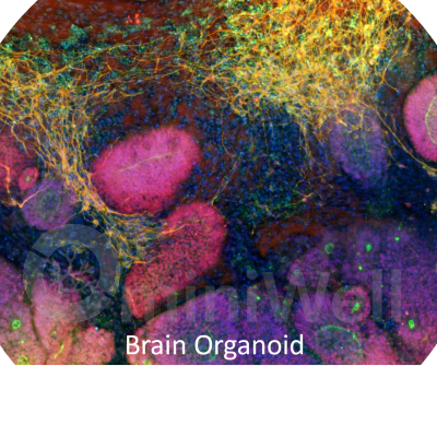 Brain Organoid